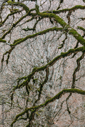 Mossy branches of a tree, Sabaduri forest