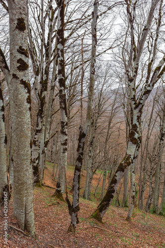Fototapeta Naklejka Na Ścianę i Meble -  Sabaduri forest in spring, a beautiful place in the north of Tbilisi