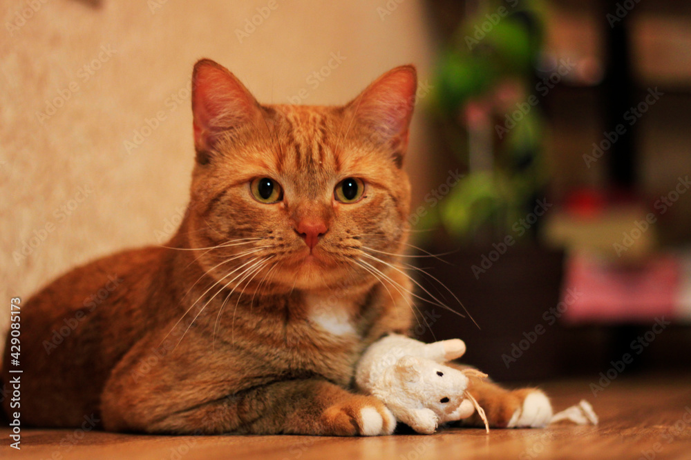A large striped redhead cat that lies on the floor. A large striped redhead cat that lies on the floor.