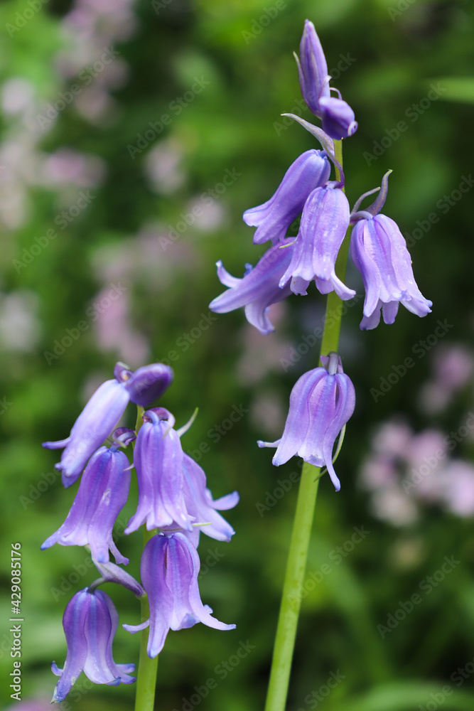 Two branches of bellflowers. Isolated on green grass background.
