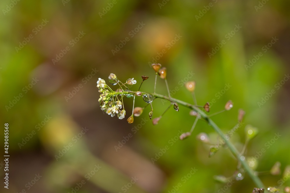 Small white flowers of Bursae pastoris herba herb with raindrops Small white flowers of Bursae pastoris herba herb with raindrops