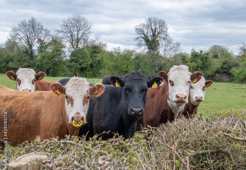 Small herd of cows posing for the camera on the pasture Small herd of cows posing for the camera on the pasture