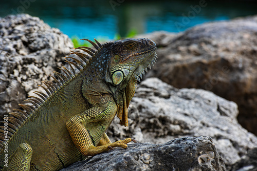 Closeup of green iguana. Lizard basking in the sun South Florida.