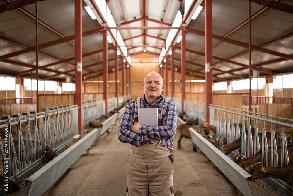 Portrait of successful senior farm worker rancher standing in goat stable farmhouse and holding tablet computer.
