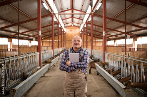 Portrait of successful senior farm worker rancher standing in goat stable farmhouse and holding tablet computer. photo