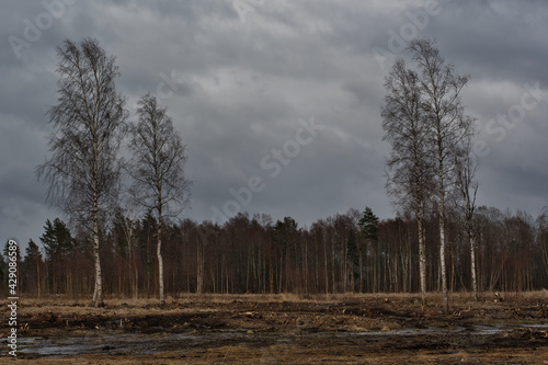 A landscape where  against the background of a mixed forest under a cloudy sky on a windy and rainy day  several single spring birches stand in a clearing after felling  resisting the wind.