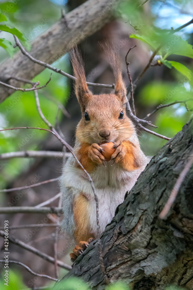 The squirrel with nut sits on a branches in the spring or summer. The squirrel with nut sits on a branches in the spring or summer.