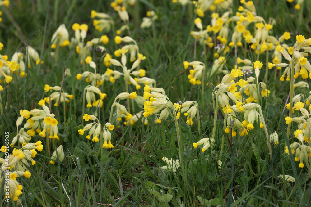 Macro of the primate Cowslip flowers or Primula veris on garden grass in spring Macro of the primate Cowslip flowers or Primula veris on garden grass in spring