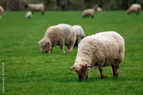 Sheep Grazing
