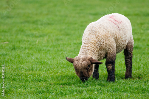 Spring Lamb Grazing in a Pasture