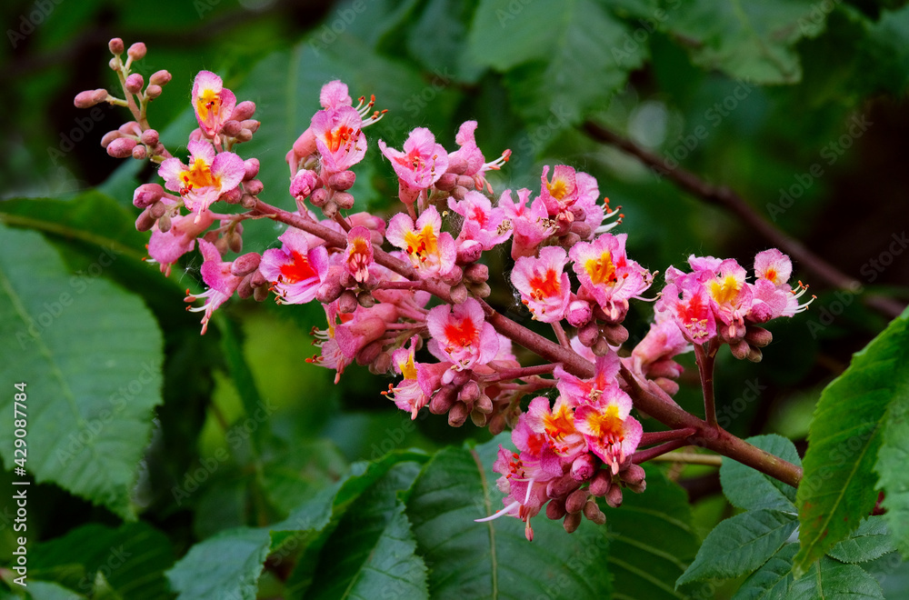 Red chestnut blossoms