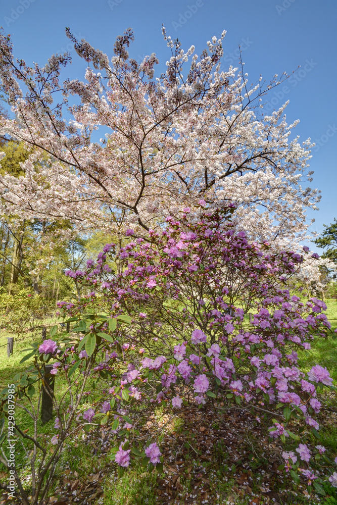 長居植物園の石楠花と桜