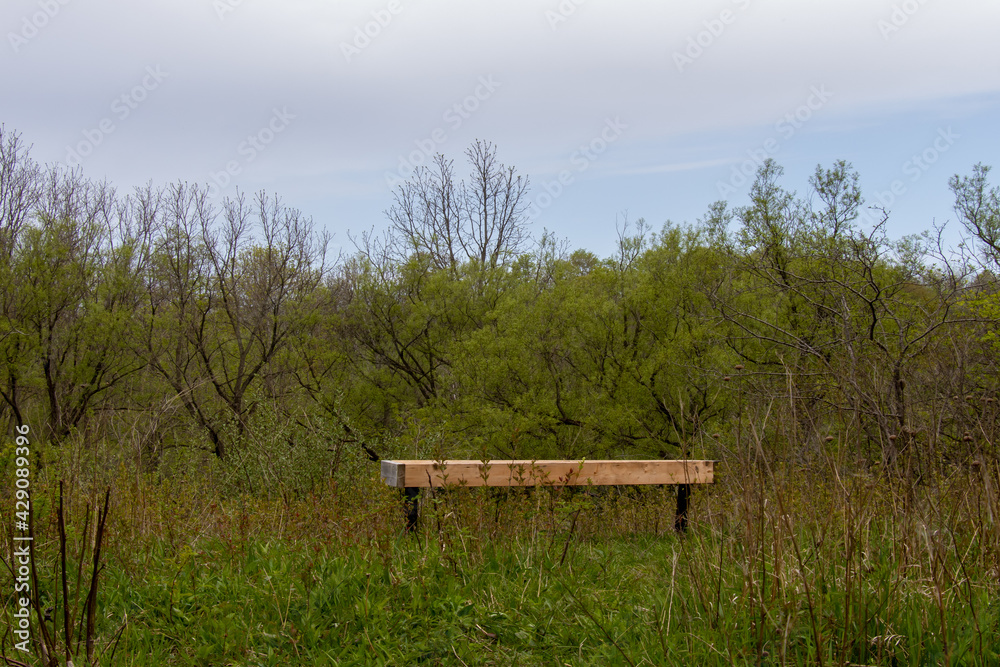 Lonely wooden bench facing trees and being overgrown with plants 