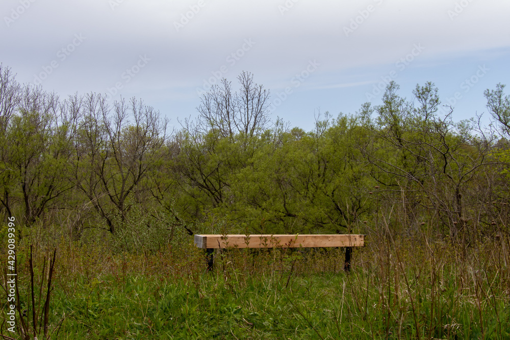 Lonely wooden bench facing trees and being overgrown with plants Lonely wooden bench facing trees and being overgrown with plants