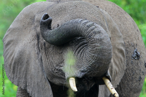 elephant africain (loxodonta africana)