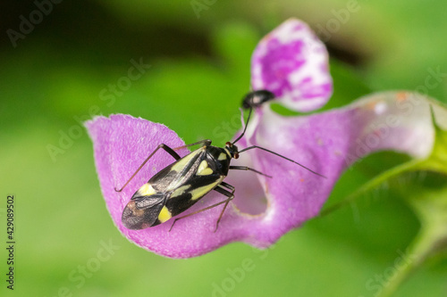 Closeup of a true bug (Grypocoris sexguttatus) on a pink flower © irottlaender