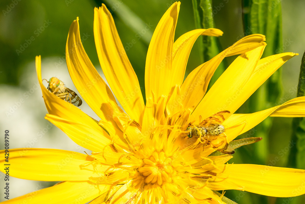 Fototapeta premium Closeup of tephritid flies (Orellia falcata) on their host plant meadow salsify (Tragopogon pratensis)