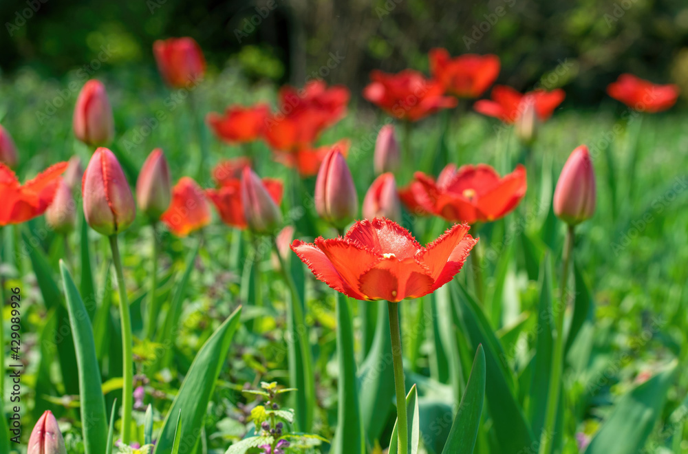 Colorful sunny spring meadow. Bright red and yellow tulip buds and fresh green leaves, warm May day and sunny weather Colorful sunny spring meadow. Bright red and yellow tulip buds and fresh green leaves, warm May day and sunny weather