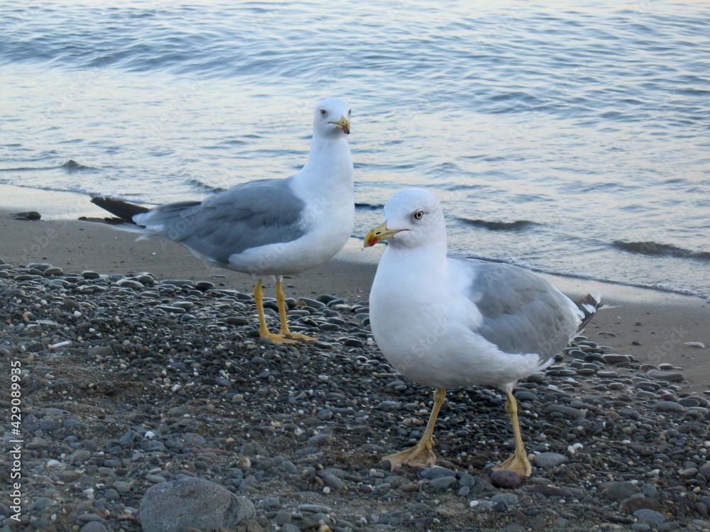 Fototapeta premium Two seagulls with gray-white plumage on the shore of a calm sea