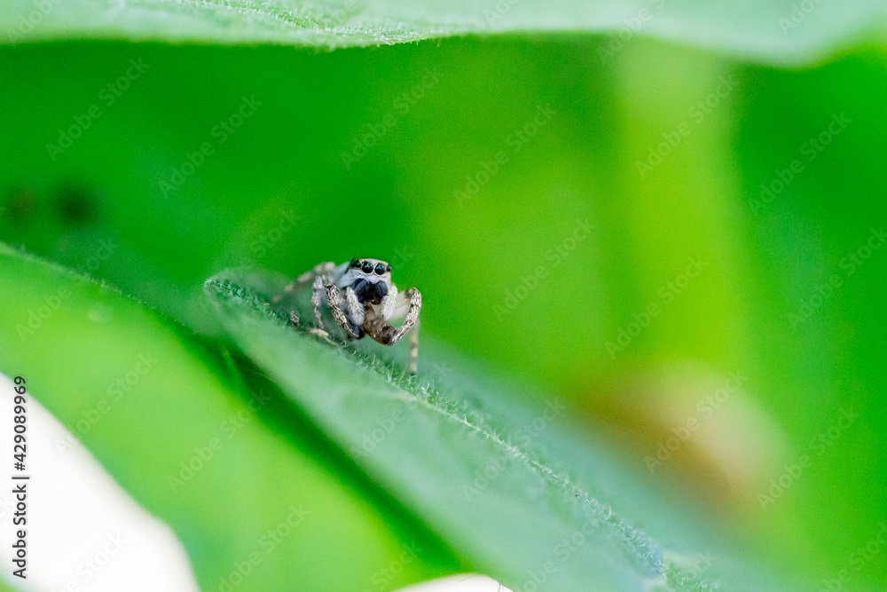 Closeup of a zebra spider (Salticus scenicus) with prey in green surroundings Closeup of a zebra spider (Salticus scenicus) with prey in green surroundings