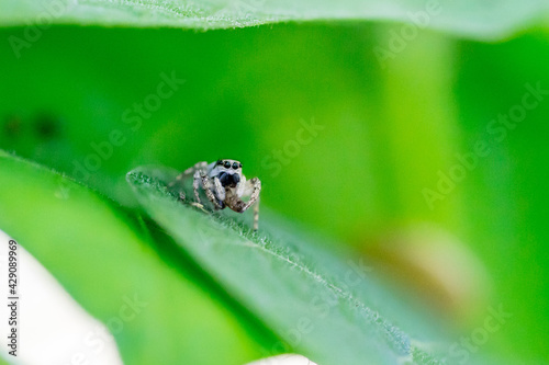 Closeup of a zebra spider (Salticus scenicus) with prey in green surroundings