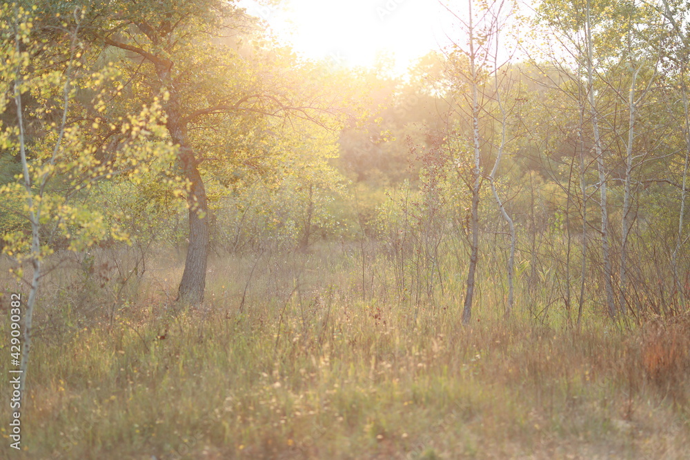 Fototapeta premium beautiful spring forest in a landscape location by the river