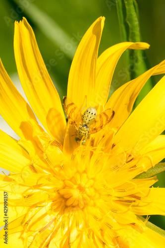 Closeup of a tephritid fly (Orellia falcata) on its host plant meadow salsify (Tragopogon pratensis) photo