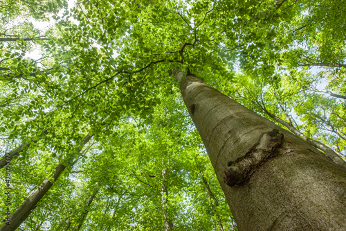 Fotografía Spring beech. Tree trunks. Fagus sylvatica.