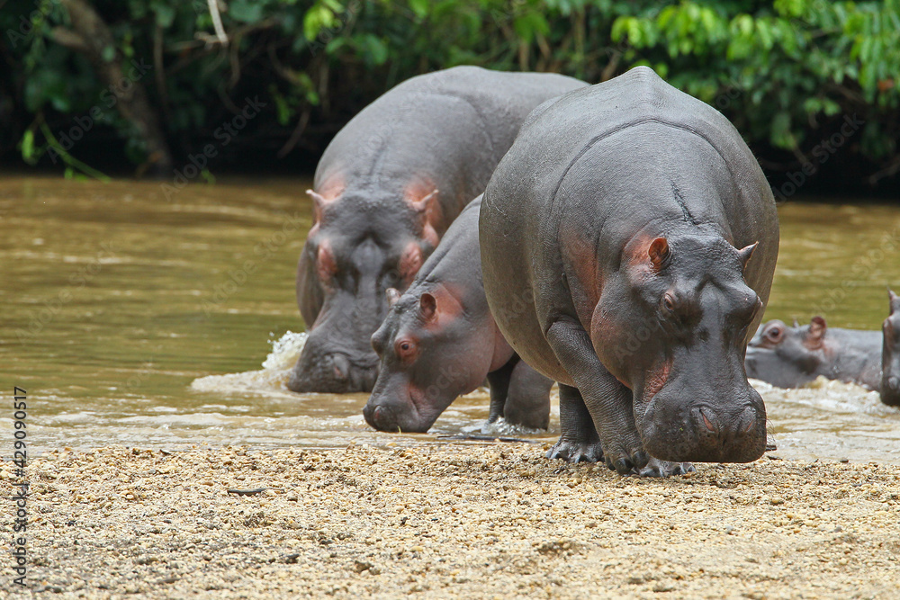 Hippopotame (hippopotamus amphibius)- Hippopotamus Africa