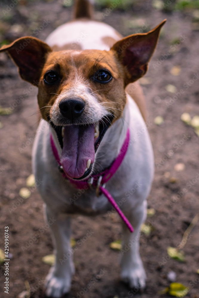 jack russell terrier dog