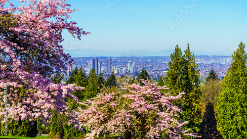 Fototapeta Naklejka Na Ścianę i Meble -  Spring blossoms at Burnaby Mountain Park, BC, against cityscape