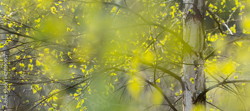 Spring birch. Spring trees. Betula pendula. © ZOYO
