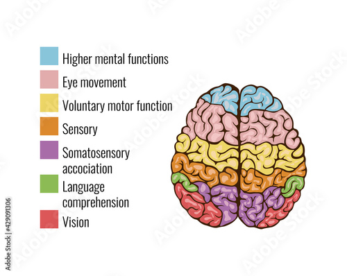 Human Brain Parts Composition