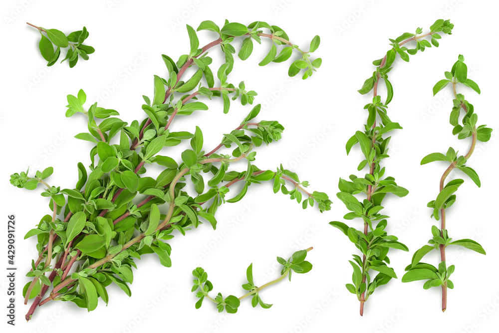 Oregano or marjoram leaves isolated on white background with clipping
