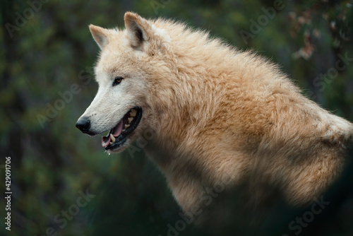 Arctic wolf  Canis lupus arctos   also known as the white wolf or polar wolf