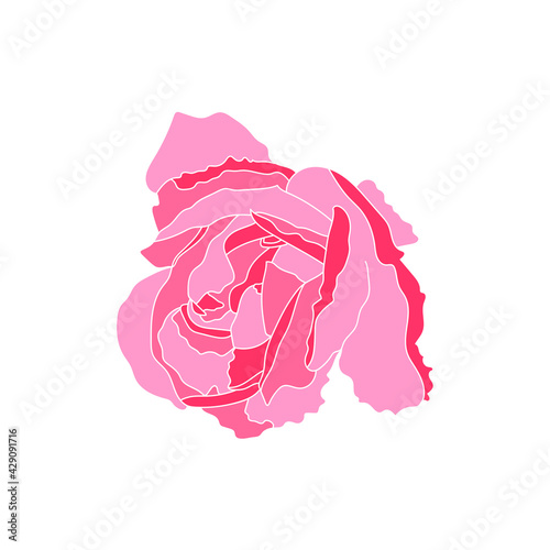 Pink rose flower head. Vector illustration.