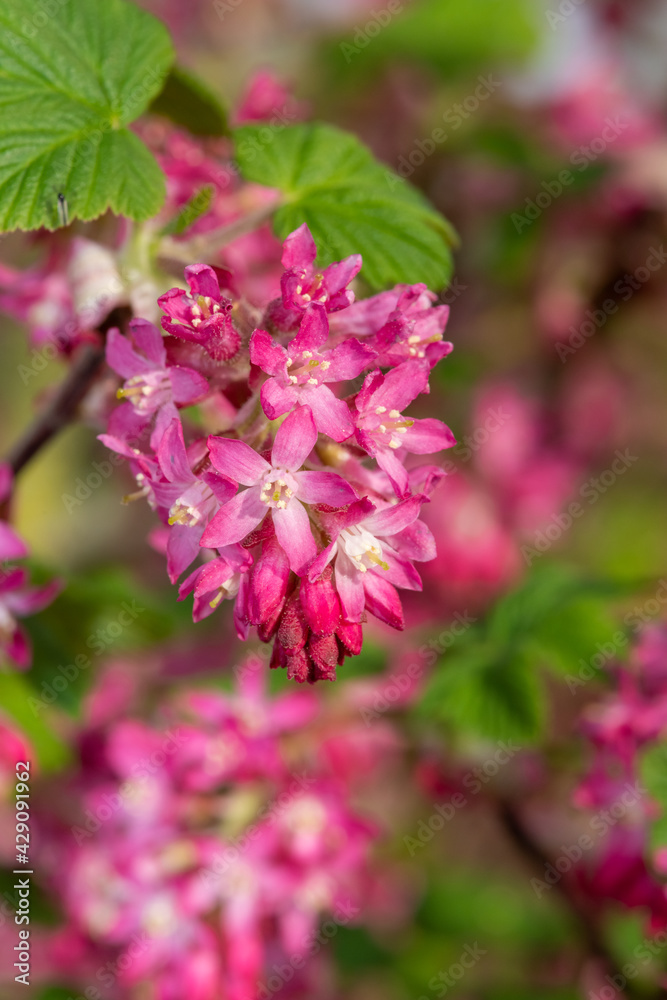 Close up of flowers on a red flowering currant (ribes sanguineum) shrub