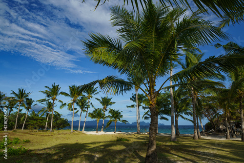 palm trees on the beach