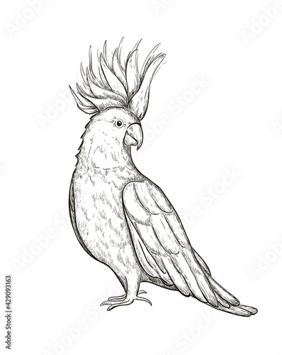 Sketch tropical parrot cockatoo vector illustration. Cockatoo parrot on a branch isolated on white. 