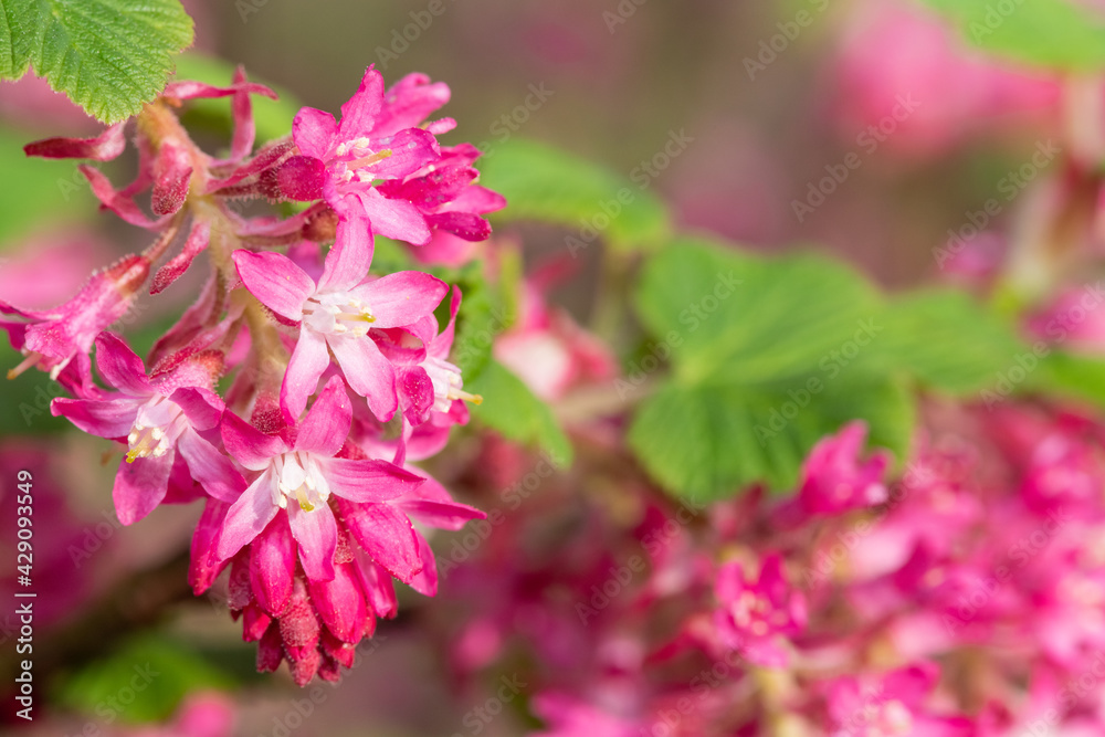 Close up of flowers on a red flowering currant (ribes sanguineum) shrub Close up of flowers on a red flowering currant (ribes sanguineum) shrub