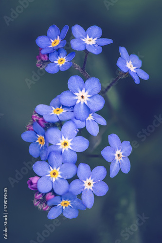 Fototapeta Naklejka Na Ścianę i Meble -  Forget-me-not flowers / Myosotis alpestris