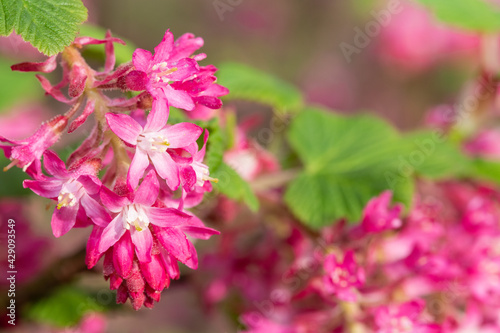 Wallpaper Mural Close up of flowers on a red flowering currant (ribes sanguineum) shrub Torontodigital.ca