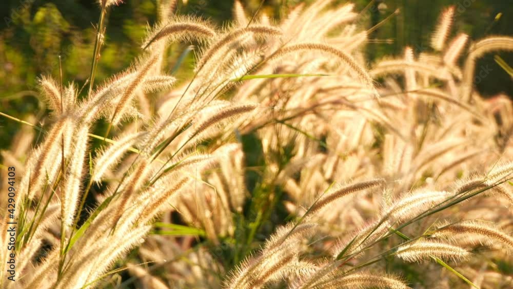 The Liliopsida. or Poaceae or Weed Flowers fields The Liliopsida. or Poaceae or Weed Flowers fields