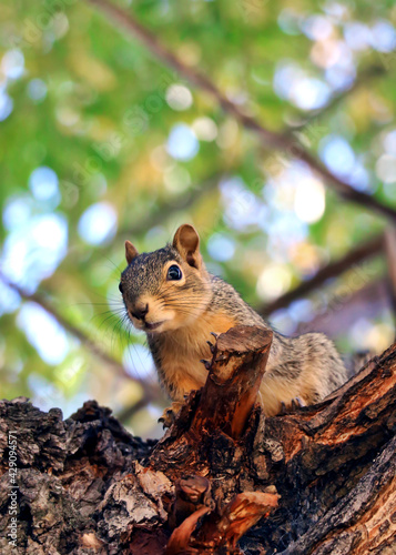 Inquisitive squirrel in a tree