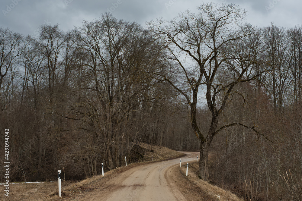 Fototapeta premium In the landscape, a winding dirt road on a cloudy rainy day passes through a spring deciduous forest, which has not yet had time to be covered with foliage.