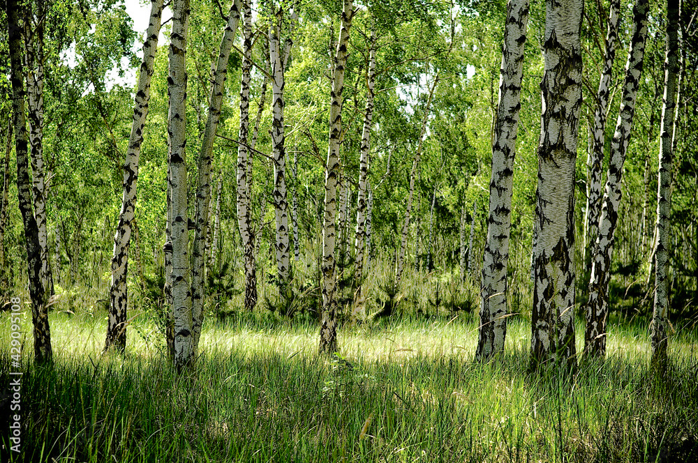 Obraz premium Birkenmärchenwald