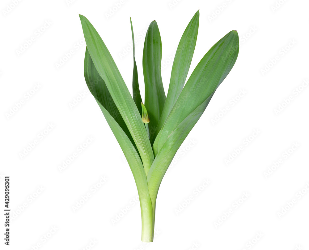 Obraz premium Allium Aflatunense Culinary Salad Plant. Isolated on White.