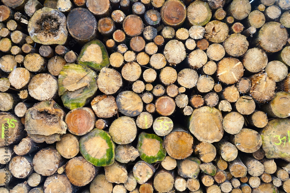 Zu einem Polter aufgehäufte Baumstämme, Forstwirtschaft, Dürre, Waldsterben, Klimawandel, Holzindustrie Zu einem Polter aufgehäufte Baumstämme, Forstwirtschaft, Dürre, Waldsterben, Klimawandel, Holzindustrie