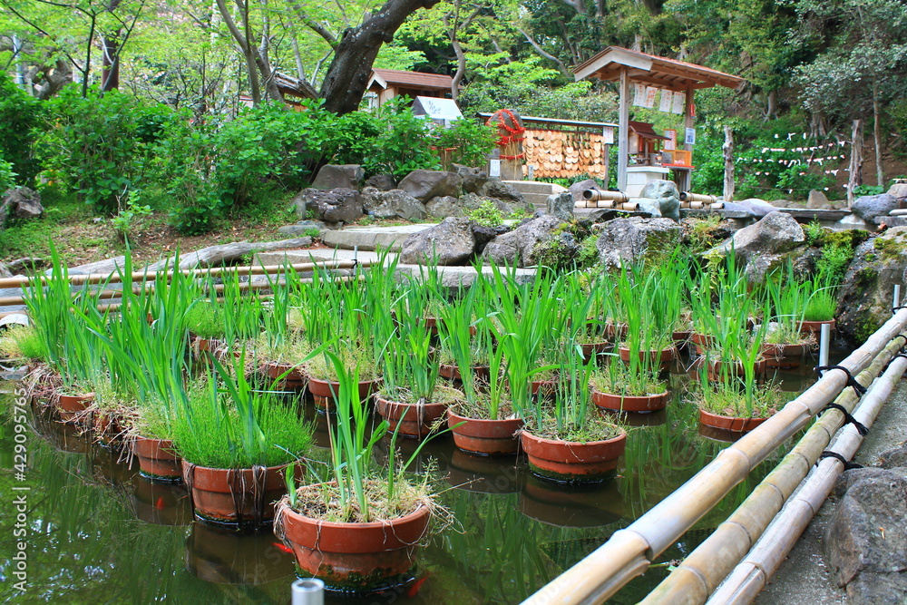 Cultivated rice plants in Kamakura, Japan