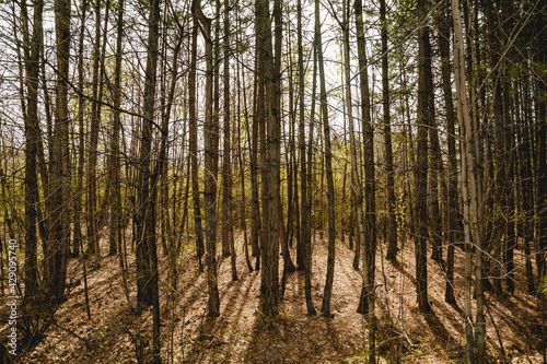 Morning sunshine in pine forest with young pine trees. Warm light and shadows through the tree trunks in the morning